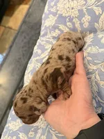 Boy 2, a male Miniature Dachshund for sale in Ridge Manor, FL – 2 of 4