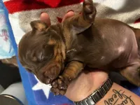 Regina, a male Miniature Dachshund for sale in Ridge Manor, FL – 1 of 10
