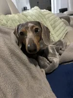 Reggie Jr., a male Miniature Dachshund for sale in Ridge Manor, FL – 7 of 9