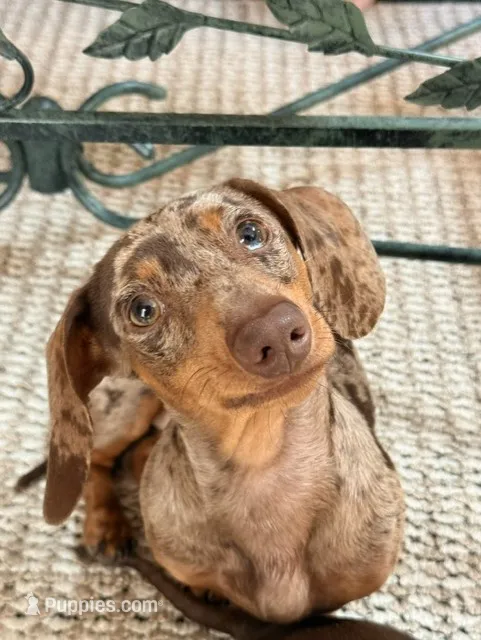 Roy Boy – Miniature Dachshund puppy for sale in Ridge Manor, FL