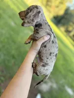 Boy 4 - FULL AKC, a male Miniature Dachshund for sale in Ridge Manor, FL – 3 of 10