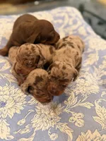 Boy 4, a male Miniature Dachshund for sale in Ridge Manor, FL – 3 of 4