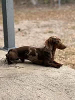 Regina, a male Miniature Dachshund for sale in Ridge Manor, FL – 6 of 10