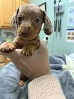 Boy 4 - FULL AKC, a male Miniature Dachshund for sale in Ridge Manor, FL – 10 of 10