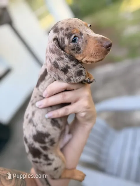 Boy 4 - FULL AKC – Miniature Dachshund puppy for sale in Ridge Manor, FL