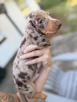 Boy 4 - FULL AKC, a male Miniature Dachshund for sale in Ridge Manor, FL – 1 of 10