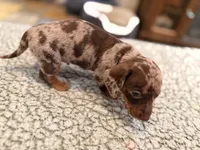 Fez, a male Miniature Dachshund for sale in Ridge Manor, FL – 3 of 4