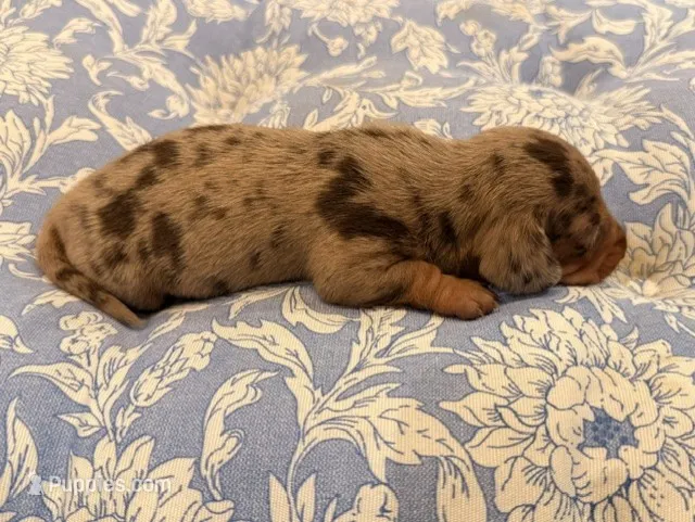 Boy 4 – Miniature Dachshund puppy for sale in Ridge Manor, FL