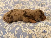 Boy 4, a male Miniature Dachshund for sale in Ridge Manor, FL – 1 of 4