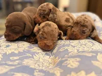 Boy 2, a male Miniature Dachshund for sale in Ridge Manor, FL – 4 of 4