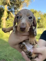 Boy 4 - FULL AKC, a male Miniature Dachshund for sale in Ridge Manor, FL – 5 of 10
