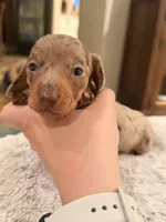Boy 4, a male Miniature Dachshund for sale in Ridge Manor, FL – 9 of 10