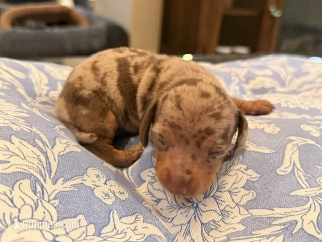 Boy 3 – Miniature Dachshund puppy for sale in Ridge Manor, FL