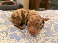 Boy 3, a male Miniature Dachshund for sale in Ridge Manor, FL – 1 of 4