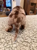 Fez, a male Miniature Dachshund for sale in Ridge Manor, FL – 4 of 4