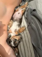Romeo, a male Miniature Dachshund for sale in Ridge Manor, FL – 5 of 5