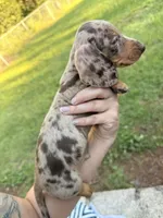 Boy 4 - FULL AKC, a male Miniature Dachshund for sale in Ridge Manor, FL – 2 of 10
