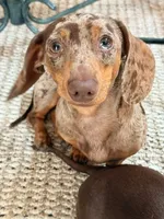 Roy Boy, a male Miniature Dachshund for sale in Ridge Manor, FL – 3 of 4