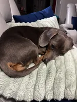 Regina, a male Miniature Dachshund for sale in Ridge Manor, FL – 10 of 10