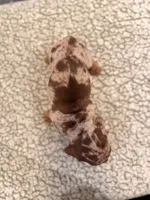 Fez, a male Miniature Dachshund for sale in Ridge Manor, FL – 2 of 4