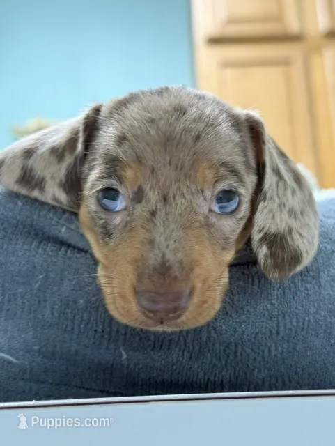 Boy 4 – Miniature Dachshund puppy for sale in Ridge Manor, FL