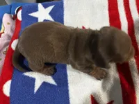 Regina, a male Miniature Dachshund for sale in Ridge Manor, FL – 3 of 10