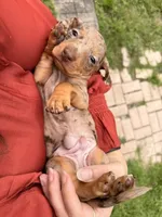 Boy 4 - FULL AKC, a male Miniature Dachshund for sale in Ridge Manor, FL – 6 of 10