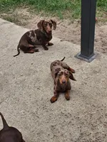 Roy Boy, a male Miniature Dachshund for sale in Ridge Manor, FL – 2 of 4