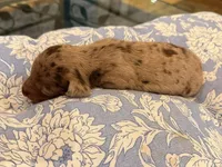 Boy 4, a male Miniature Dachshund for sale in Ridge Manor, FL – 2 of 4