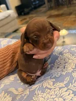 Boy 1, a male Miniature Dachshund for sale in Ridge Manor, FL – 2 of 4