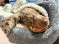 Boy 4 - FULL AKC, a male Miniature Dachshund for sale in Ridge Manor, FL – 8 of 10