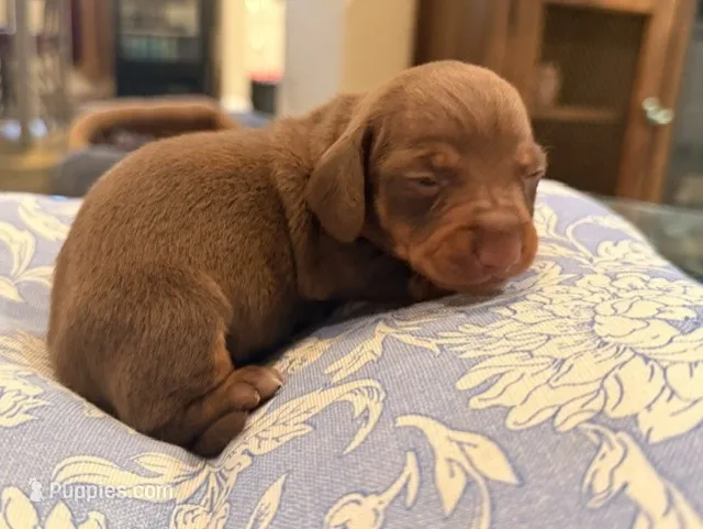 Boy 1 – Miniature Dachshund puppy for sale in Ridge Manor, FL