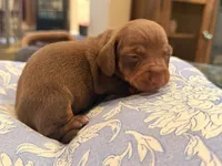 Boy 1, a male Miniature Dachshund for sale in Ridge Manor, FL – 1 of 4