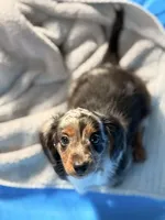Romeo, a male Miniature Dachshund for sale in Ridge Manor, FL – 2 of 5