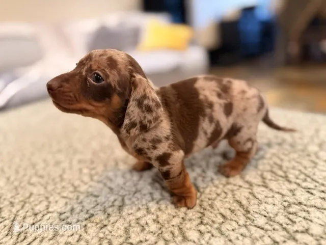 Fez – Miniature Dachshund puppy for sale in Ridge Manor, FL