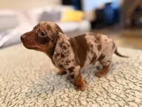 Fez, a male Miniature Dachshund for sale in Ridge Manor, FL – 1 of 4