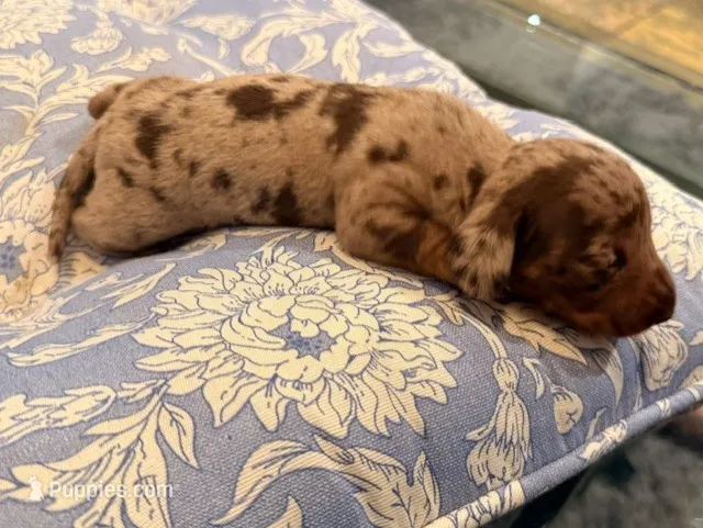 Boy 2 – Miniature Dachshund puppy for sale in Ridge Manor, FL