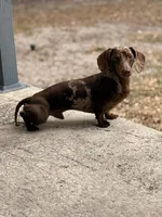 Regina, a male Miniature Dachshund for sale in Ridge Manor, FL – 7 of 10