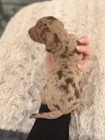Boy 4, a male Miniature Dachshund for sale in Ridge Manor, FL – 2 of 10