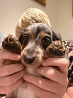 Romeo, a male Miniature Dachshund for sale in Ridge Manor, FL – 4 of 5