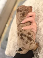 Boy 4, a male Miniature Dachshund for sale in Ridge Manor, FL – 3 of 10