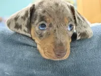 Boy 4 - FULL AKC, a male Miniature Dachshund for sale in Ridge Manor, FL – 9 of 10