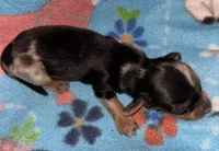 Macy #1, a female Miniature Dachshund for sale in Sacramento, CA – 3 of 7