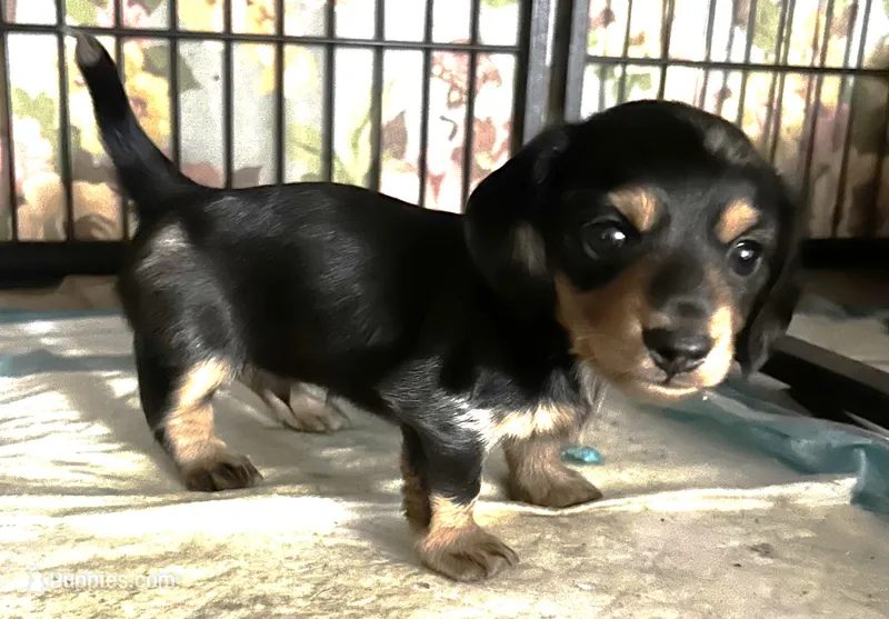 Rain #1 boy – Miniature Dachshund puppy on hold in Sacramento, CA
