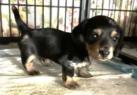 Rain #1 boy, a male Miniature Dachshund for sale in Sacramento, CA – 1 of 6