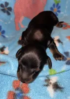 Macy #4 Male, a male Miniature Dachshund for sale in Sacramento, CA – 3 of 6