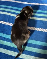 Macy #1 Female, a female Miniature Dachshund for sale in Sacramento, CA – 4 of 6