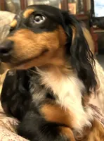 Macy #1, a female Miniature Dachshund for sale in Sacramento, CA – 7 of 7