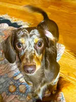 Bixby, a male Miniature Dachshund for sale in Sacramento, CA – 2 of 4