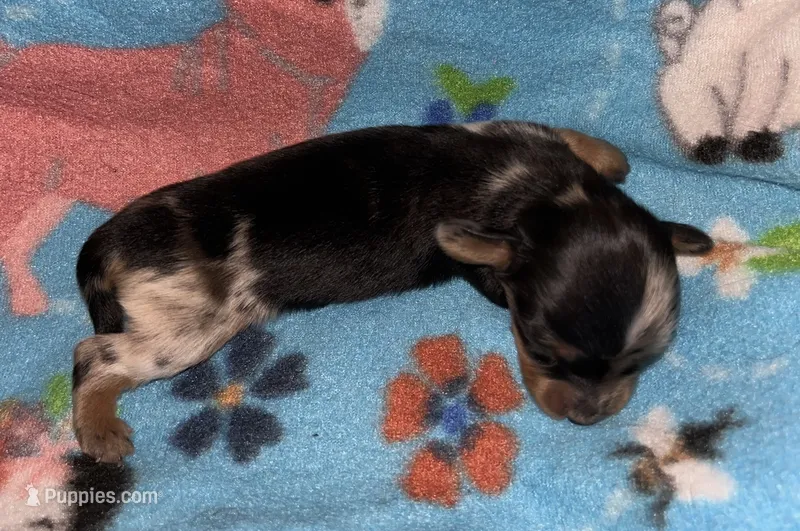 Macy #1 – Miniature Dachshund puppy on hold in Sacramento, CA